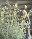 <i>Origanum rotundifolium</i><BR><BR>Ωβ֥쥬<BR>إͥ饤ȡ