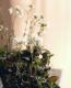 <i>Arabis caucasica</i><BR><BR>�Ѵ������������С�<BR>����ӥ����ץ������ <BR>�إ��꡼���