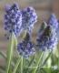 <i>Muscari Artist</i><BR><BR>Ф庬<BR>ॹ إƥȡ