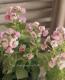 Nemesia caerulea<BR>��Sansashia Cassis��<BR><BR>�ɺ��ͥ᥷��<BR>���󥵥����إ�������