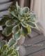 <i>Arabis caucasica</i><BR><BR>�����ꥢ��ӥ�<BR>�إ��꡼���