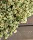 <i>Sedum</i><BR><BR>���ä��㤤�������դä�<BR>������ �إߥ륯��������