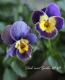 <i>Viola��wittrockiana</i><BR><BR>�������������<BR>���ͥ��쥯�����<BR>���Ĥ��ϵ��