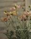 Argyranthemum frutescens<BR>��Spring Bouquet��<BR><BR>���Ѥ�ꤹ��ޡ�����åȡ�<BR>�إ��ץ�󥰥֡�����