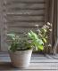 Brunnera macrophylla<BR>��Mr.Morse��<BR><BR>�����Ǥ��ĥ֥��ͥ�<BR>�إߥ������⡼����
