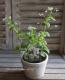 Brunnera macrophylla<BR>��Jennifer��<BR><BR>�����Ǥ��ĥ֥��ͥ�<BR>�إ����˥ե�����