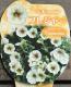 Petunia��hybrida<BR><BR>��߷������Ρ��ڥ���˥����ץ쥸�㡼<BR>�إ��ץ����Ρ�