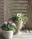 Petunia��hybrida<BR><BR>��߷������Ρ��ڥ���˥����ץ쥸�㡼<BR>�إۥ磻�ȥ�饢���ѥƥ�����