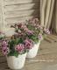 Petuniahybrida<BR><BR>إߥˡȬź餭<BR>ڥ˥<BR>إ֥֥롼