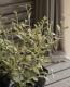 Corokia cotoneaster <BR><BR>���꡼�֤Τ褦���դäѡ�<BR>���������������ꥪ�꡼�֥꡼�ա�