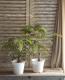 Albizia julibrissin<BR><BR>Ƽ�եͥ�Υ��إ١�����ϡ�