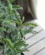 <i>Sophora prostrata</i><BR><BR>ե顦ץ<BR>إ<BR>إɥ饴󥺥ɡ