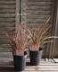 <i>Phormium</i><BR><BR>���㡼�פʥ饤��<BR>�˥塼�������<BR>�إե�ߥ󥴡�