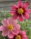 <i>Cosmos bipinnatus</i><BR><BR>⥹<BR>إƥ