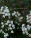 <i>Calluna vulgaris</i><BR><BR>Ȭź餭롼<BR>֥륬ꥹ<BR>MIXۥ磻ȡߥԥ󥯡
