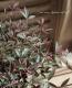 <i>Nandina domestica ��Flirt��</i><BR><BR>�ʥ�ƥ�<BR>�إե롼�ȡ�