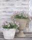 <i>Lobularia hybrid</i><BR><BR>���٥����ѡ�����å���<BR>�إХ����顼�ԥ󥯥��ȥ꡼���