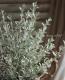<i>Olearia axillaris</i><BR><BR>���쥢�ꥢ �إץ���ʥ��