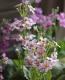 <i>Primula malacoides </i><BR><BR>�����饽��<BR>�ץ��顦�ޥ饳���ǥ�<BR>�ؾ������Ѥ��餭�κ����<BR>�ѡ��ץ��