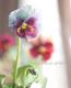 ʲ³ȥӥ顡evolve -ܥ-