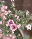 <i>Leptospermum scoparium</i><BR><BR>˶в<BR>Ȭź餭奦Х