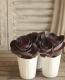 <i>Brassica</i><BR><BR>�������å׺餭�ղ�ð��<BR>�֥�å��륷����إ٥륵�����