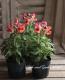 <i>Antirrhinum majus</i><BR><BR>��2�ĥ��åȡۥ���ѥ��Ȥ˳ڤ���롪<BR>���󥮥祽�������ƥ�<BR>�إ���󥸥Х����顼��