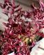 <i>Hebe 'Blackberry'</i><BR><BR>������ء��١�<BR>�إ֥�å��٥꡼��