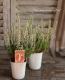 <i>Calluna vulgaris</i><BR><BR>롼ʡ֥륬ꥹ<BR>إ꡼֡١A