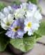 <i>Primula</i><BR><BR>�����Ѥ�롪�ץ���<BR>�إ֥롼�٥꡼�ѥ�åȡ�