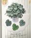<i>Heuchera hybrid</i><BR><BR>PWҥ塼 إ꡼󥹥ѥ
