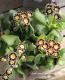 <i>Primula</i><BR><BR>����ƥ������ץ���<BR>����ϡإ���С��졼����