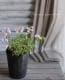 <i>Perennial sweet pea</i><BR><BR>�������ɺ������ȥԡ�<BR>�إ饷�饹���ԥ󥯡٤ȡإѡ��ץ�٤�MIX����