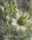 <i>Actinotus helianthi</i><BR><BR>�ե��ͥ�ե�<BR>�إե��󥷡����Ρ���