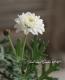<i>Argyranthemum</i><BR><BR>���ʼ�ޡ�����å�<BR>�إޥ륳���å���