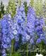 <i>Delphinium</i><BR><BR>�ǥ�ե��˥��ࡦ���֥�<BR>�إ֥롼�졼����