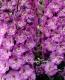 <i>Delphinium</i><BR><BR>�ǥ�ե��˥��ࡦ���֥�<BR>�إ������ȥϡ��ȡ�