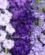 <i>Delphinium</i><BR><BR>�ǥ�ե��˥��ࡦ���֥�<BR>�إߥ��ƥ��⡼������