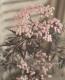 <i>Sambucus nigra</i><BR><BR>�������ڡ�����֥���<BR>�إ֥�å��졼����<BR>��̾�����Υ˥�ȥ���