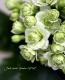 <i>Kalanchoe</i><BR><BR>äο<BR>󥳥<BR>إѥ-륰꡼-