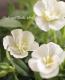 <i>Calibrachoa sp</i><BR><BR>Ȭź餭֥饳<BR>ڥƥ֥<BR>إ֥ۥ磻ȡ