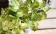 <i>Fragaria vesca</i><BR><BR>�磻��ɥ��ȥ��٥꡼<BR>�ؤ椦�ӥ��奨���