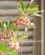 <i> Enkianthus perulatus</i><BR><BR>���ȹ��ӥɥ�����ĥĥ�