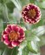 <i>Zinnia haageana</i><BR><BR>ƥʿ礤<BR>˥ƥå<BR>إСǥ