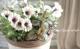 tef*tef*�󤻿���<BR>2015 * no69 *<BR><BR>�ڥ���˥��إ��ץ����Ρ�