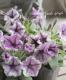 <i>Petunia��hybrida</i><BR><BR>�ڥ���˥����ץ쥸�㡼<BR>�إۥ磻�ȥ�٥������������