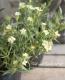 <i>Dianthus knappii</i><BR><BR>�ɺ��ʥǥ���<BR>�������󥵥����ʥåԡ�<BR>�إ��������ϡ���ˡ���