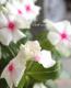 <i>Catharanthus roseus</i><BR><BR>�˥��˥�����<BR>�إ��ޡ��ߥ�ȡ���åɥ�����