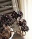 <i>Aeonium arboreum</i><BR><BR>���󥷥�󡦥������˥���<BR>�ع�ˡ�ա�