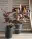 <i>Ficus altissima</i><BR><BR>���տ�ʪ<BR>������若�����<BR>�إե���������ӡ���